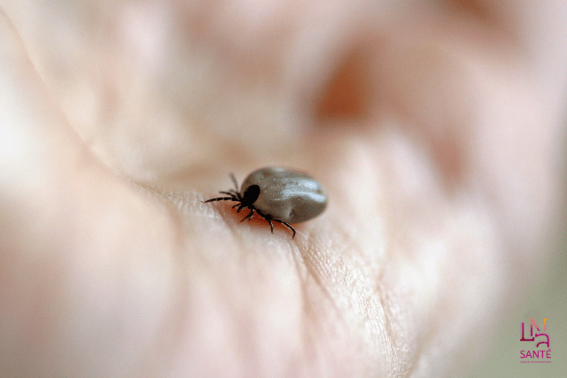 maladie de lyme